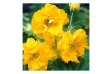 GEUM AVENS LADY STRATHEDEN SEEDS - 50 SEEDS