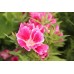 GODETIA DWARF - CLARKIA AMOENA - 500 SEEDS