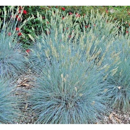 BLUE FESCUE / FESTUCA GLAUCA / ELIJAH BLUE ORNAMENTAL GRASS SEEDS 100