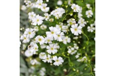 GYPSOPHILA ELEGANS COVENT GARDEN SEEDS - WHITE SINGLE FLOWER GYPSOPHILIA - 500 SEEDS