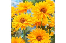 HELIOPSIS HELIANTHOIDES SUMMER SUN - LARGE GOLDEN YELLOW FLOWERS - 50 SEEDS
