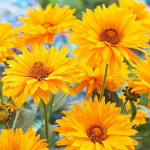 HELIOPSIS HELIANTHOIDES SUMMER SUN - LARGE GOLDEN YELLOW FLOWERS - 50 SEEDS