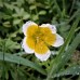 LIMNANTHES DOUGLASSI POACHED EGG MIX - 100 SEEDS