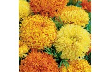 MARIGOLD AFRICAN FANTASTIC MIX SEEDS - ORANGE & YELLOW FLOWERS - 100 SEEDS