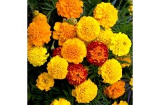 MARIGOLD DWARF FRENCH - PETITE MIXTURE SEEDS - YELLOW & ORANGE - 100 SEEDS