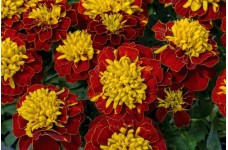 MARIGOLD TAGETES DWARF FRENCH BOY SPRY SEEDS - 100 SEEDS