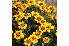 MARIGOLD TAGETES PATULA FRENCH DAINTY MARIETTA SEEDS - 100 SEEDS