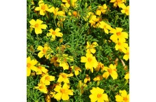MARIGOLD AFRICAN TAGETES LEMON GEM SEEDS - 100 SEEDS