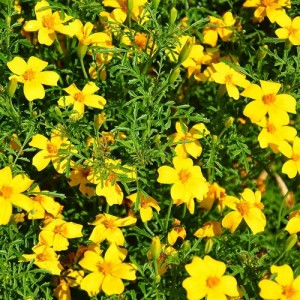 MARIGOLD AFRICAN TAGETES LEMON GEM SEEDS - 100 SEEDS