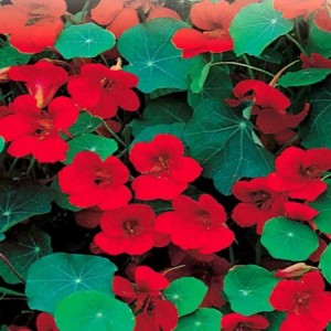 NASTURTIUM EMPRESS OF INDIA - TROPAEOLUM MAJUS - 50 SEEDS