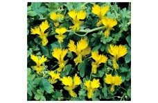 NASTURTIUM TROPAEOLUM PEREGRINUM CANARY CREEPER CLIMBER SEEDS - 20 SEEDS