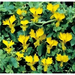 NASTURTIUM TROPAEOLUM PEREGRINUM CANARY CREEPER CLIMBER SEEDS - 20 SEEDS