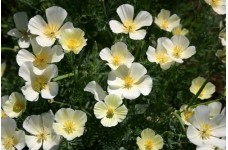 CALIFORNIA POPPY IVORY CASTLE SEEDS - ESCHSCHOLTZIA CALIFORNICA - 500 SEEDS