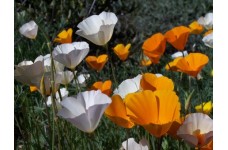 CALIFORNIA POPPY SINGLE MIX SEEDS - ESCHSCHOLTZIA CALIFORNICA - 500 SEEDS