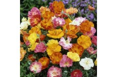 CALIFORNIA POPPY BALLERINA MIX COLOUR - ESCHSCHOLTZIA CALIFORNICA - 500 SEEDS