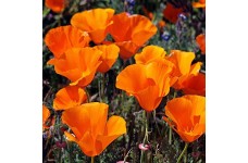 CALIFORNIA POPPY GOLDEN WEST SEEDS - ESCHSCHOLTZIA CALIFORNICA - 500 SEEDS