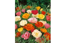 CALIFORNIA POPPY MISSION BELLS - ESCHSCHOLTZIA CALIFORNICA - 500 SEEDS