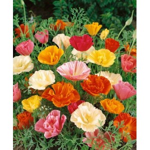 CALIFORNIA POPPY MISSION BELLS - ESCHSCHOLTZIA CALIFORNICA - 500 SEEDS