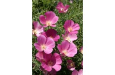 CALIFORNIA POPPY PURPLE GLEAM SEEDS - ESCHSCHOLTZIA CALIFORNICA - 500 SEEDS
