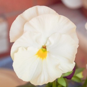 PANSY SWISS GIANT WHITE LADY SEEDS - PURE WHITE FLOWERS - 100 SEEDS
