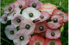 PAPAVER RHOEAS POPPY MOTHER OF PEARL SEEDS - MIXED COLOURS - 250 SEEDS
