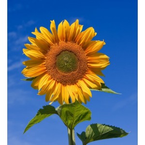 SUNFLOWER - RUSSIAN GIANT GREY STRIPED - HELIANTHUS ANNUUS - 20 SEEDS