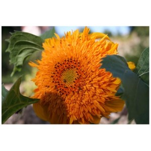 SUNFLOWER - ORANGE SUN DOUBLE - HELIANTHUS ANNUUS - 20 SEEDS
