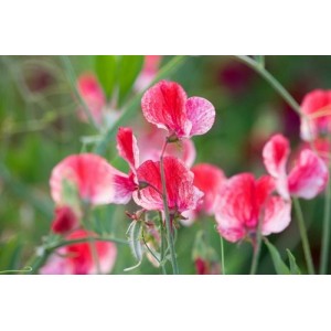 SWEET PEA HEIRLOOM AMERICA SEEDS - CREAM & CRIMSON RIPPLE LATHYDORUS ODORATUS - 20 SEEDS