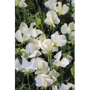 SWEET PEA HEIRLOOM MRS COLLIER SEEDS - CREAM LATHYDORUS ODORATUS - 20 SEEDS