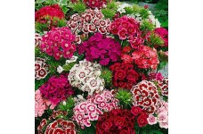 DIANTHUS BARBATUS SEEDS - SWEET WILLIAM INDIAN CARPET MIX SEEDS - 250 SEEDS