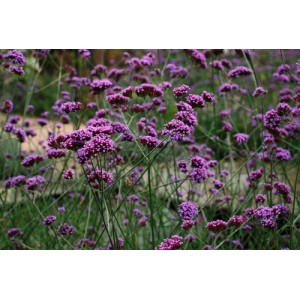 VERBENA BONARIENSIS SEEDS - ARGENTINIAN VERVAIN - 100 SEEDS VERBENA BONARIENSIS SEEDS - ARGENTINIAN VERVAIN - 100 SEEDS